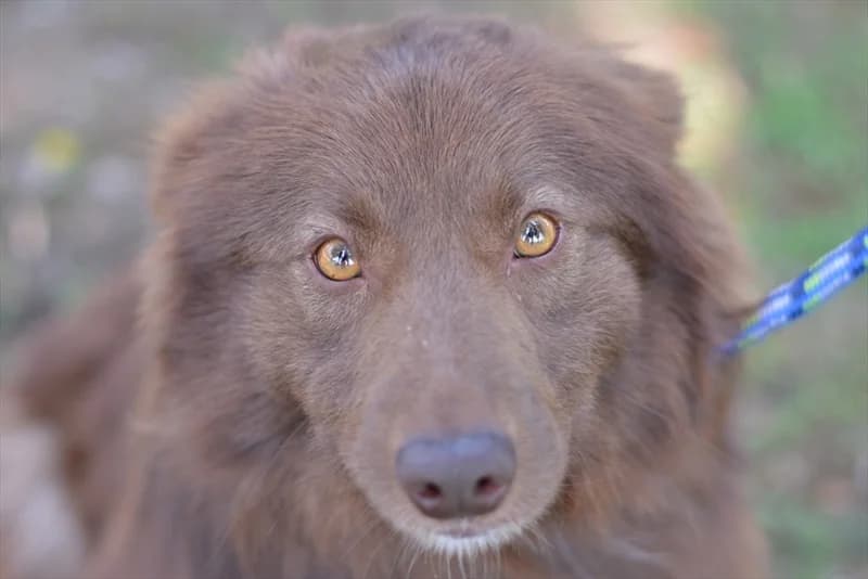 Medo, male 4yo Border Collie for adoption at Dumovec, Zagreb