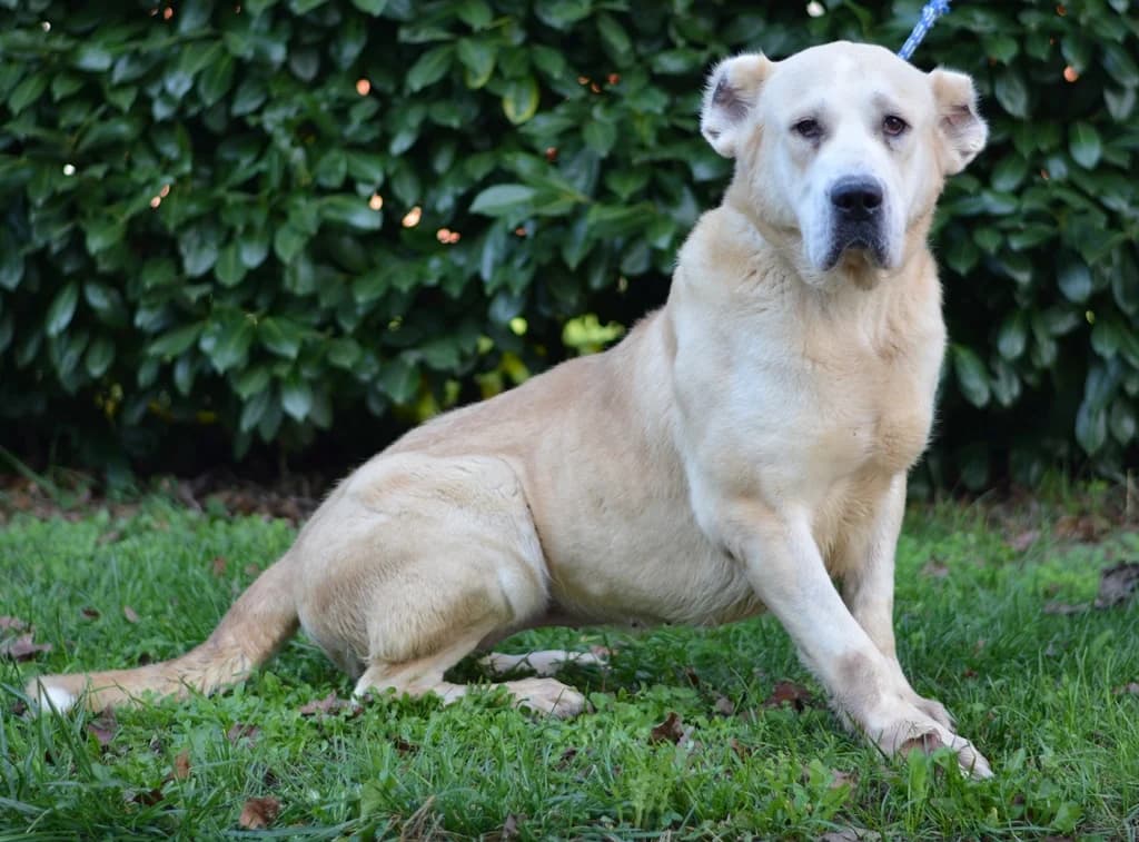 Leska, female senior mixed breed for adoption at Dumovec, Zagreb