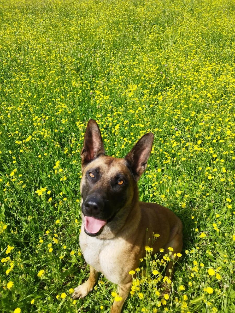 Armando, male 5yo mixed breed for adoption at Dumovec, Zagreb