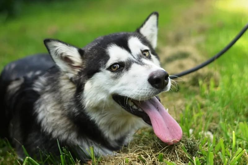 Rufus, male 3yo Husky for adoption at Dumovec, Zagreb
