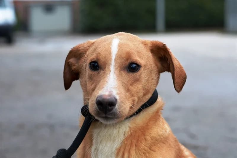 Aja, female young mixed breed for adoption at Dumovec, Zagreb