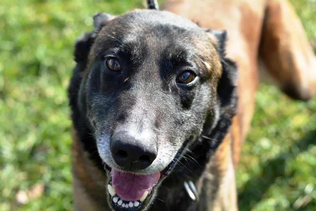 Ben, male senior mixed breed for adoption at Dumovec, Zagreb