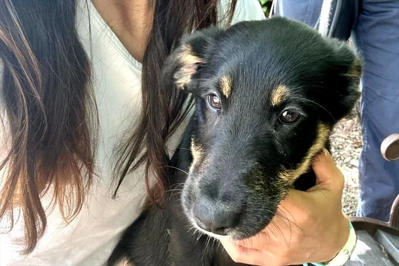 Adna, female young mixed breed for adoption at Dumovec, Zagreb