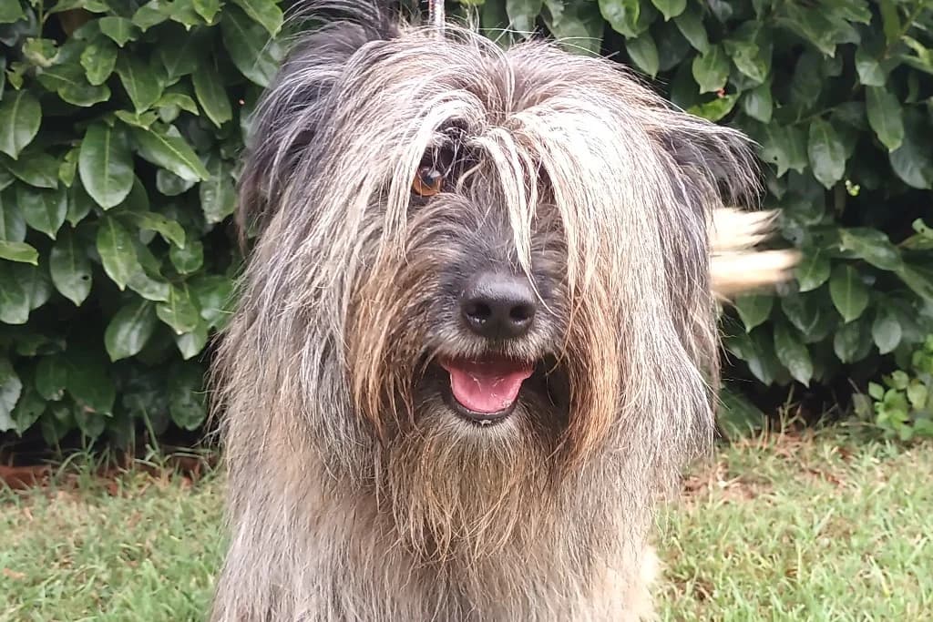 Archy, male 6yo mixed breed for adoption at Dumovec, Zagreb