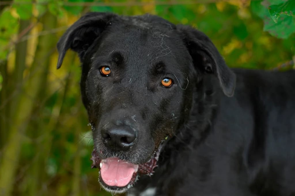 Remy, male 7yo Labrador Retriever for adoption at Dumovec, Zagreb