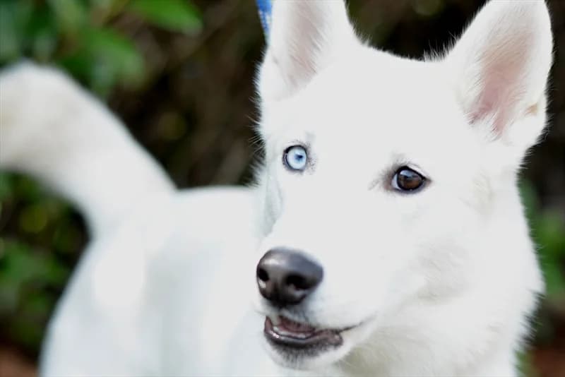 Snowy, female young Husky for adoption at Dumovec, Zagreb