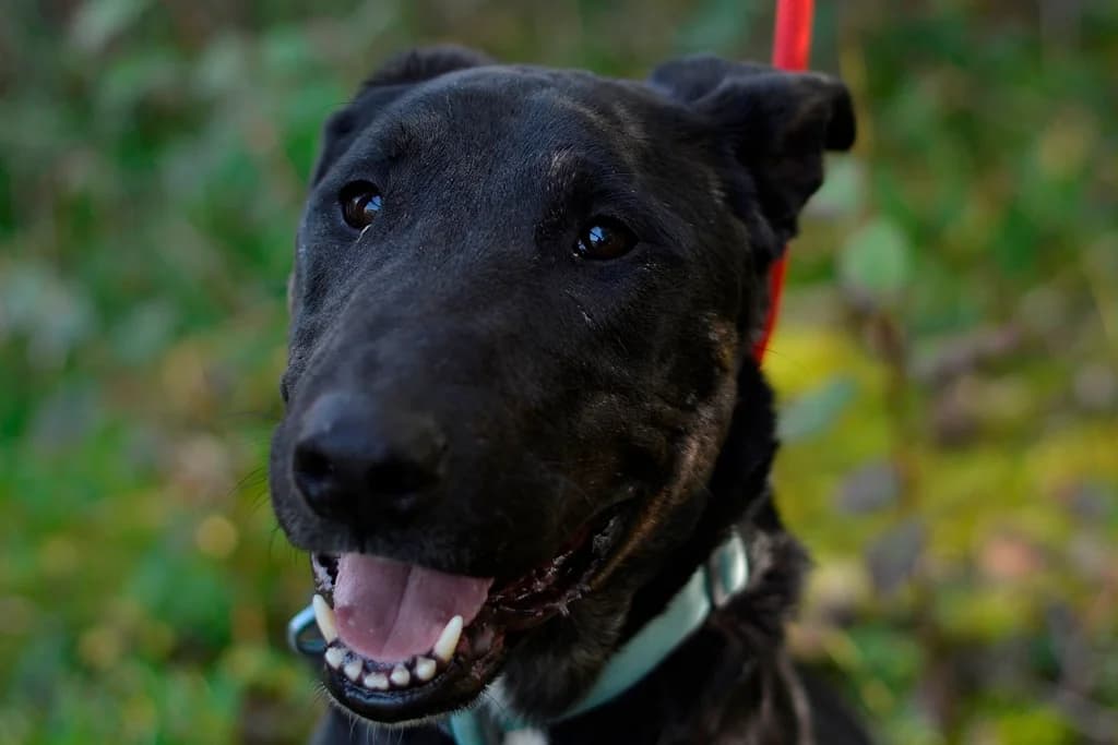 Bomba, male 4yo mixed breed for adoption at Dumovec, Zagreb