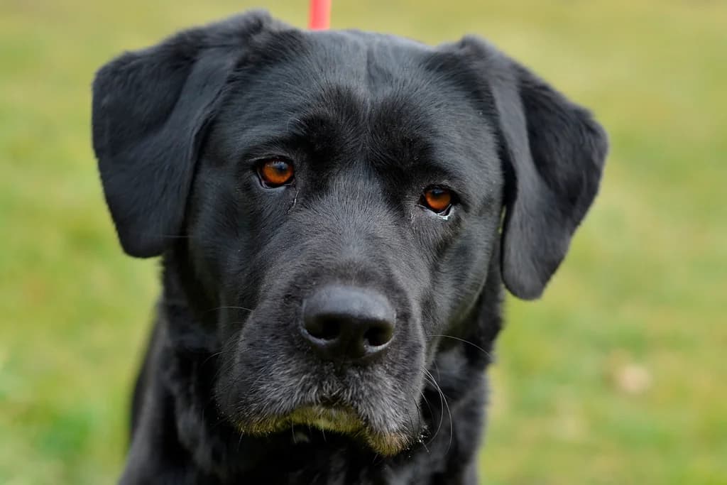 Bea, female 5yo Labrador Retriever for adoption at Dumovec, Zagreb