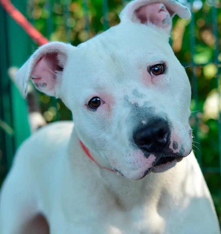 Grof, male young mixed breed for adoption at Dumovec, Zagreb