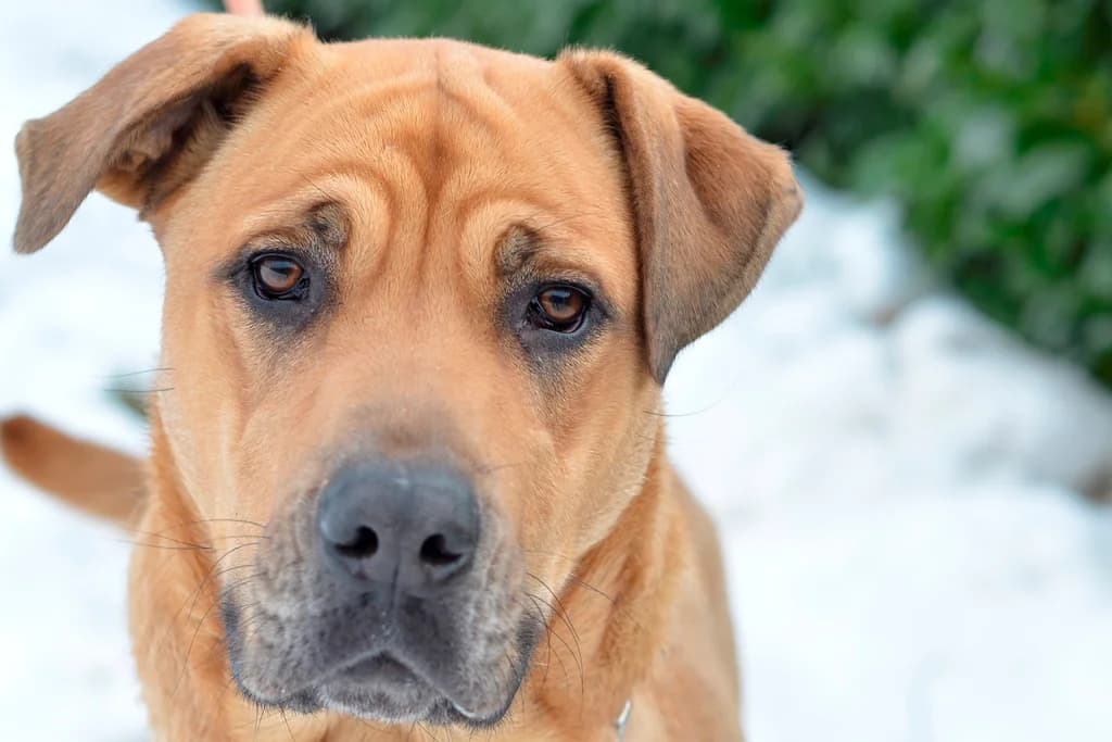 Lara, female young mixed breed for adoption at Dumovec, Zagreb