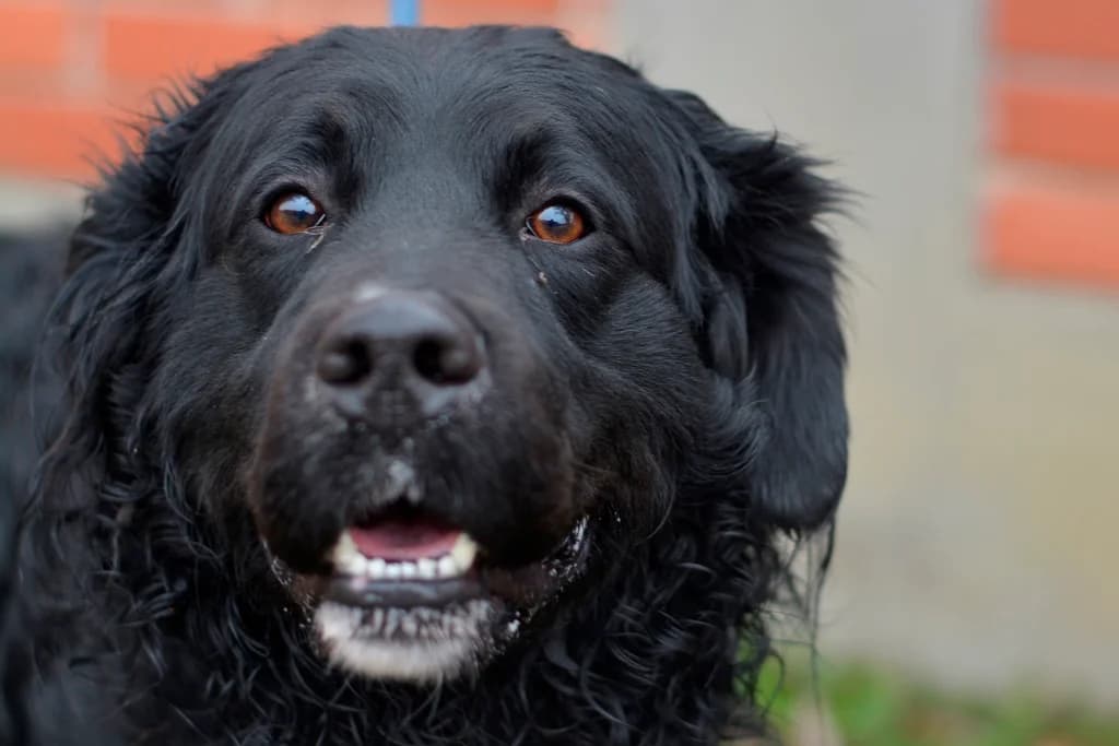 Gru, male 4yo mixed breed for adoption at Dumovec, Zagreb