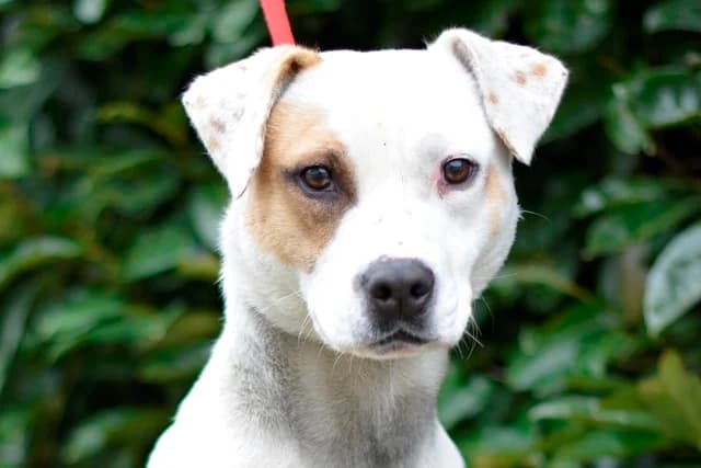 Beba, male young mixed breed for adoption at Dumovec, Zagreb