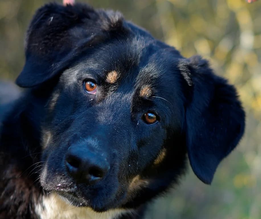 Bernie, female young mixed breed for adoption at Dumovec, Zagreb