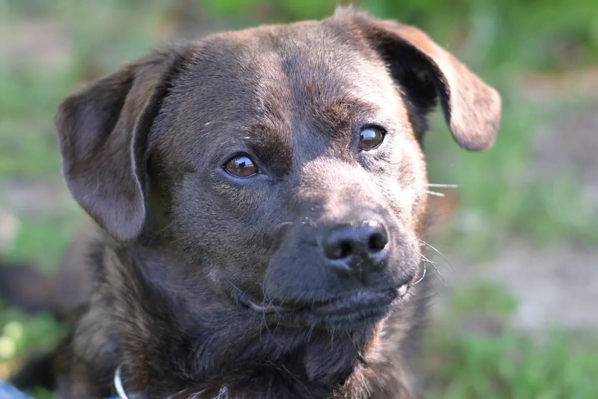 Magnum, male puppy mixed breed for adoption at Dumovec, Zagreb