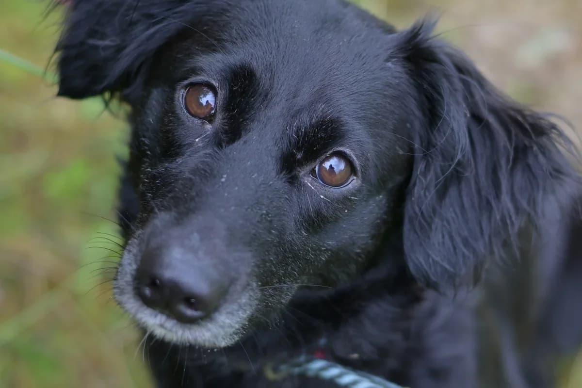 Blackie, female young mixed breed for adoption at Dumovec, Zagreb
