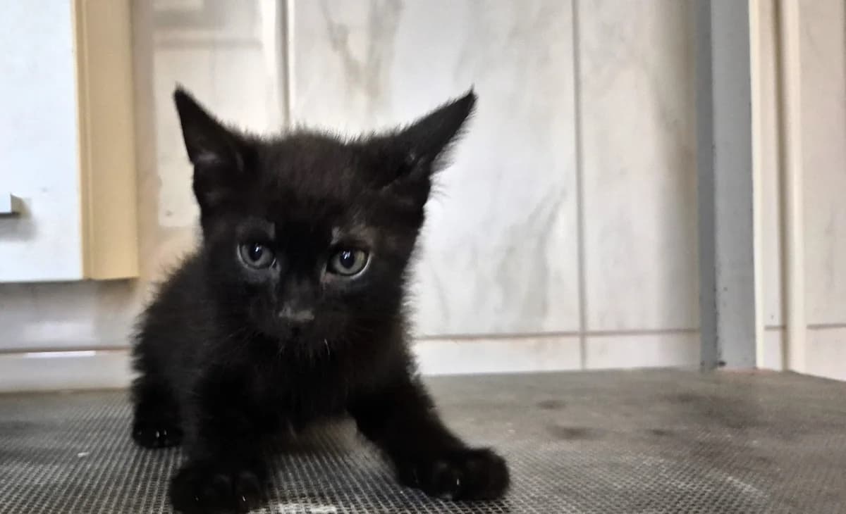 Tomi, male puppy mixed breed for adoption at Dumovec, Zagreb