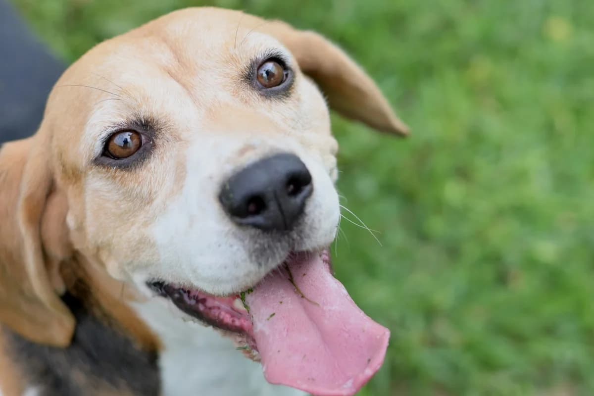 Bela, female 5yo Beagle for adoption at Dumovec, Zagreb