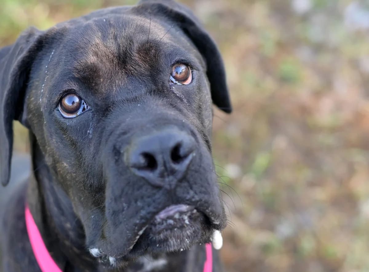 Tigrić, male puppy Cane Corso for adoption at Dumovec, Zagreb