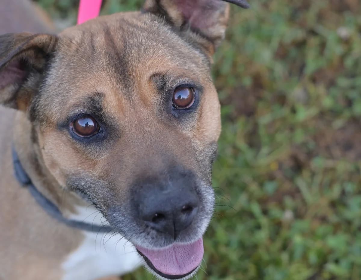 Max, male 7yo mixed breed for adoption at Dumovec, Zagreb