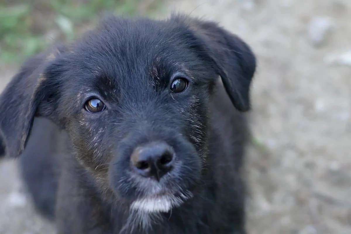 Cameron, female puppy mixed breed for adoption at Dumovec, Zagreb