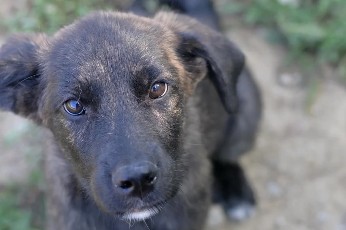 Diaz, male puppy mixed breed for adoption at Dumovec, Zagreb