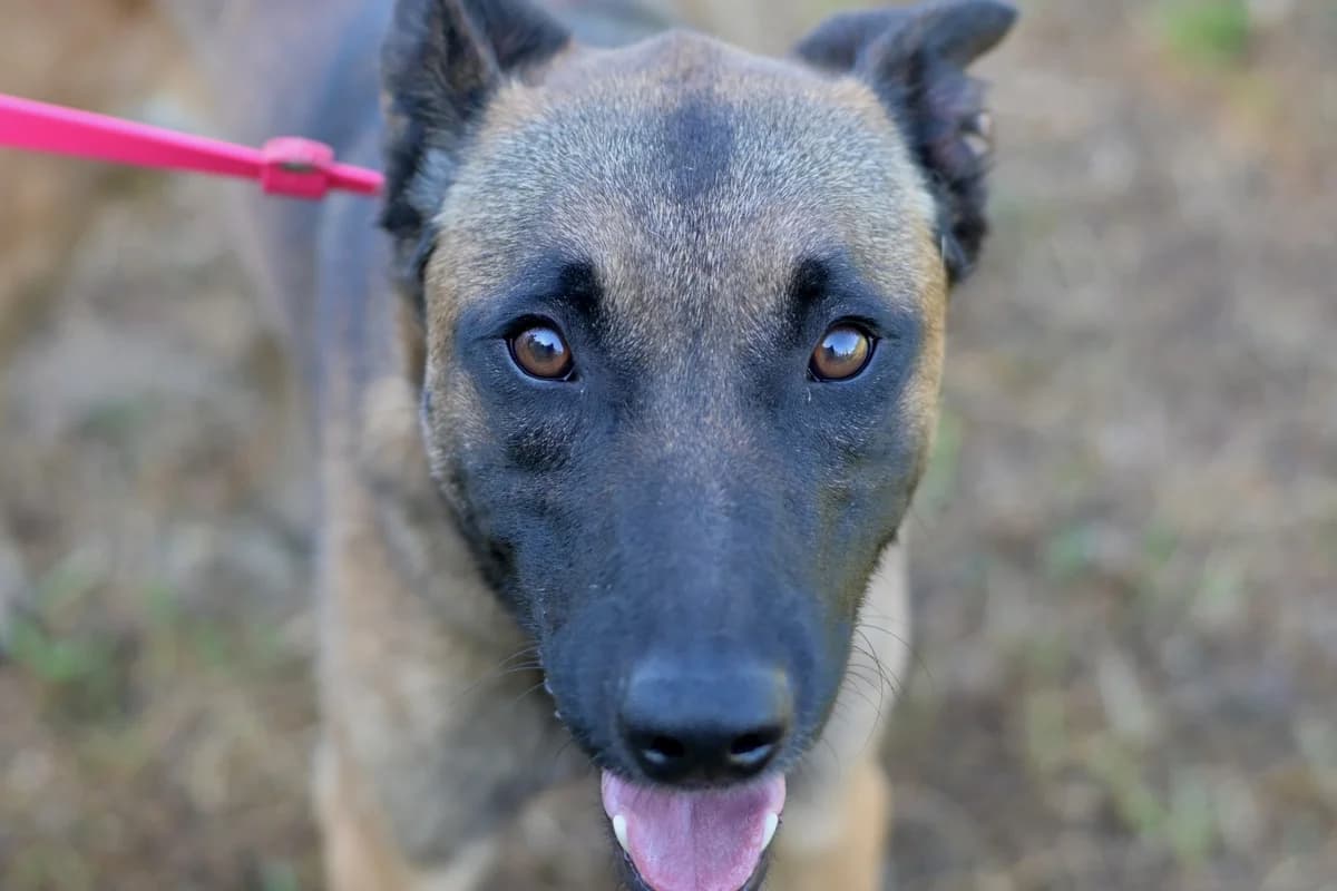 Soro, male young mixed breed for adoption at Dumovec, Zagreb