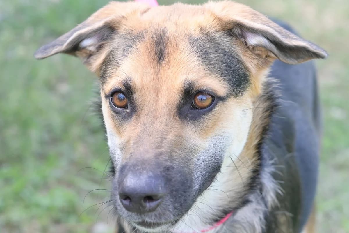Luna, female young mixed breed for adoption at Dumovec, Zagreb