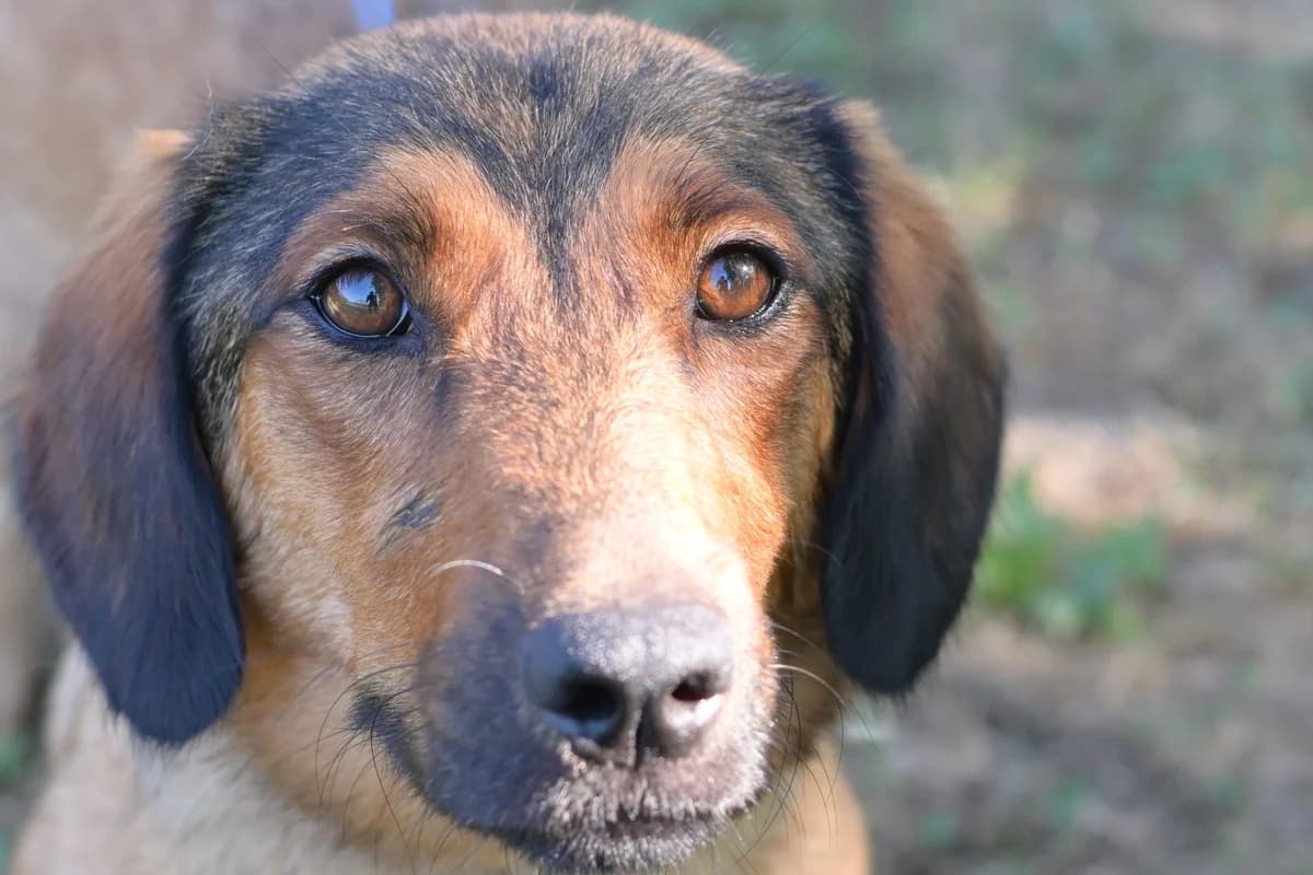 Magma, female young mixed breed for adoption at Dumovec, Zagreb