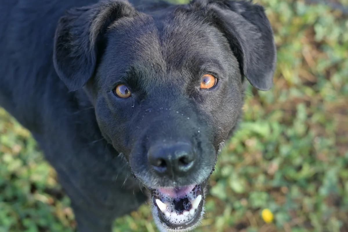 Torzo, male young mixed breed for adoption at Dumovec, Zagreb