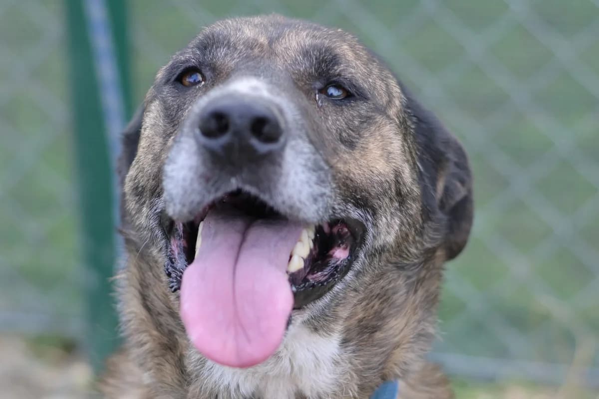 Thia, female senior mixed breed for adoption at Dumovec, Zagreb