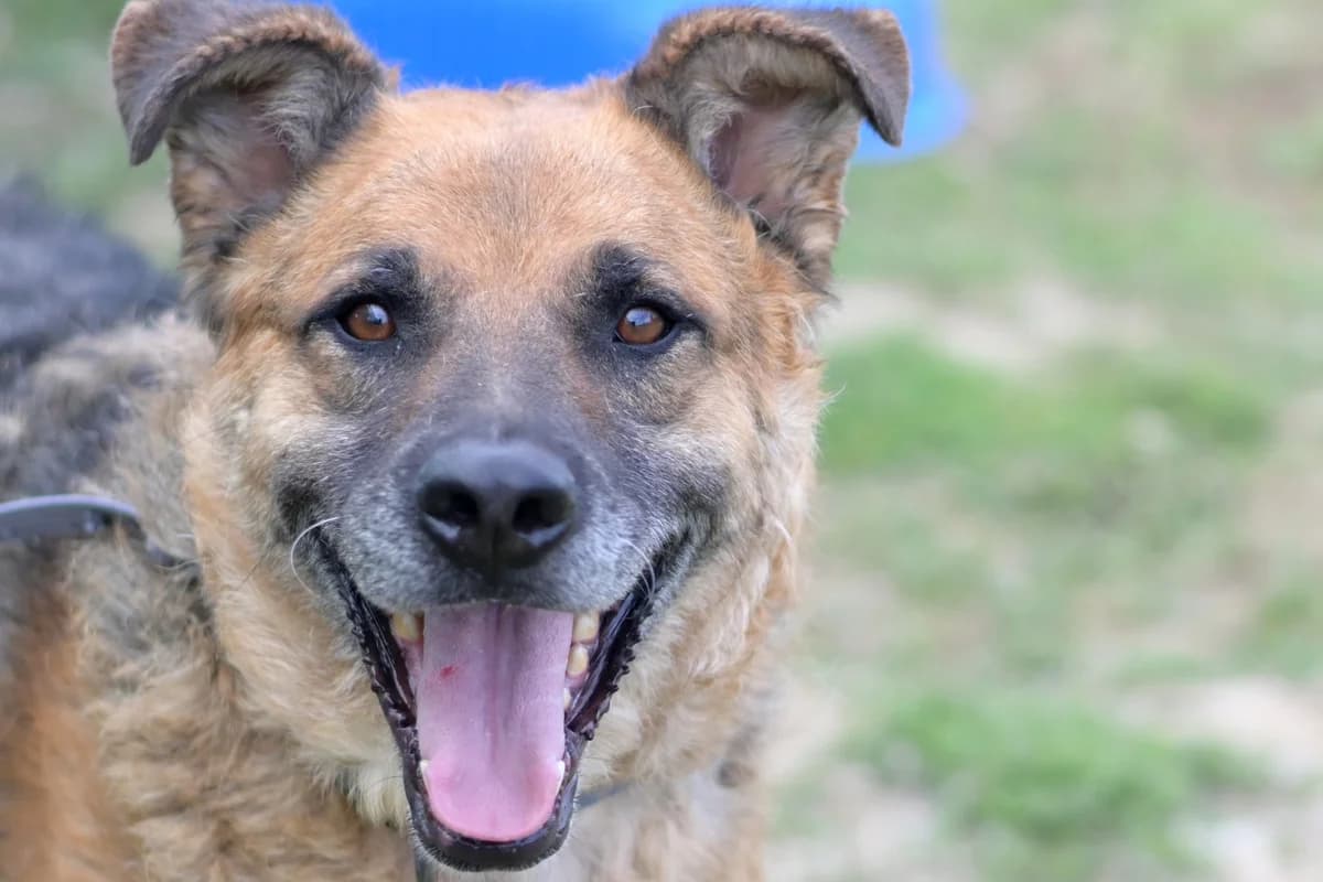 Dolfy, male 5yo mixed breed for adoption at Dumovec, Zagreb