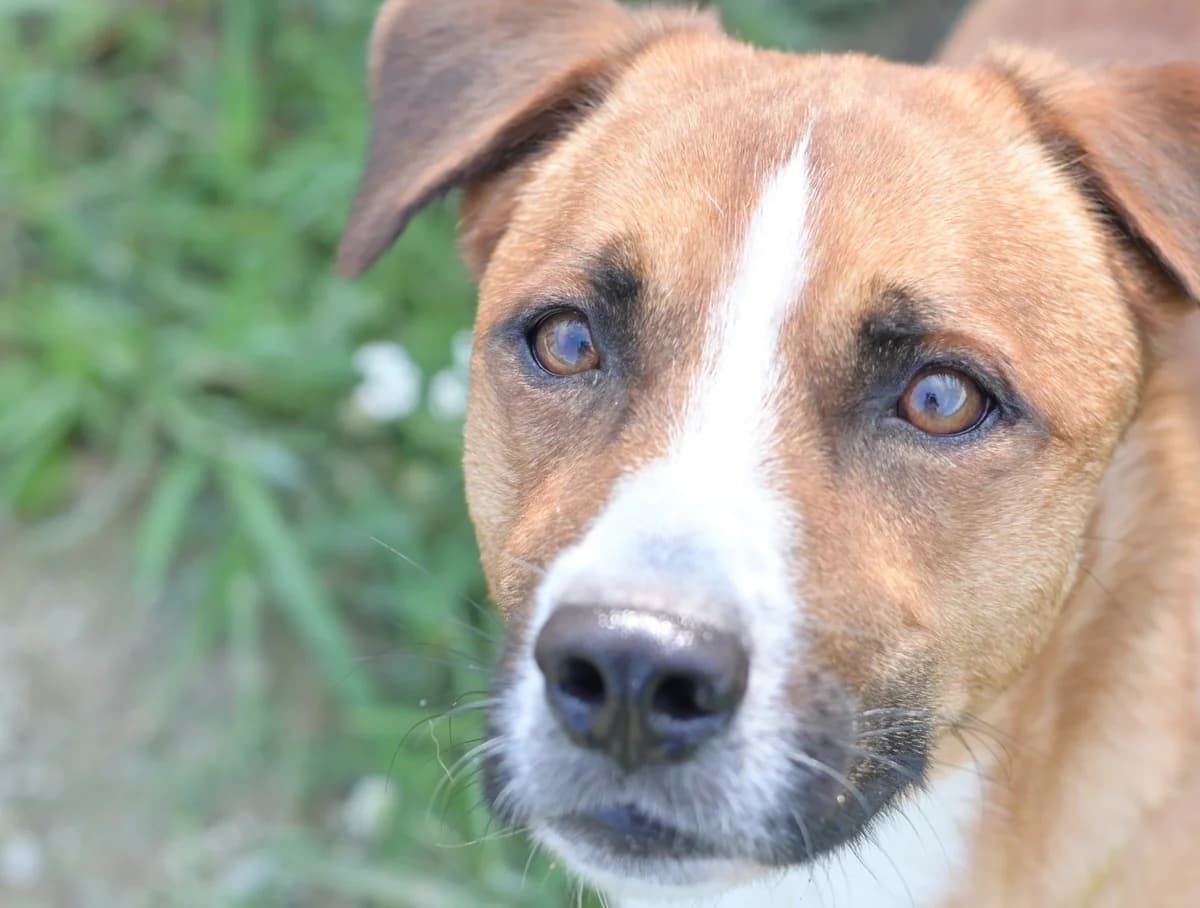 Bruno, male young mixed breed for adoption at Dumovec, Zagreb
