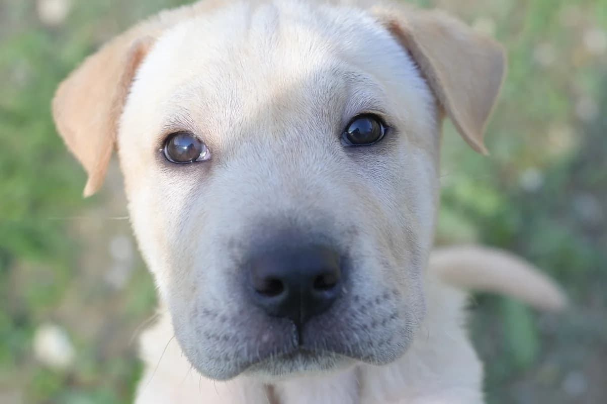 Dedo, male puppy Shar Pei for adoption at Dumovec, Zagreb