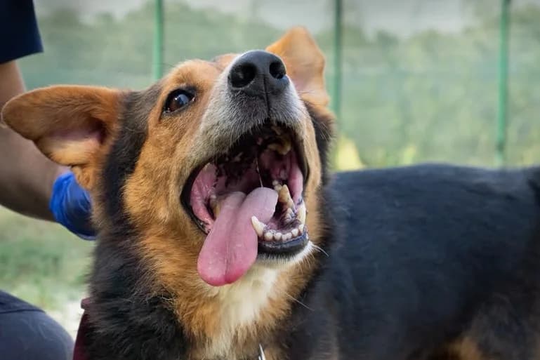 Charlie, male senior mixed breed for adoption at Dumovec, Zagreb