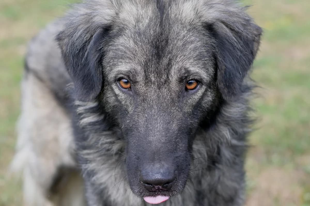 Čule, male young mixed breed for adoption at Dumovec, Zagreb