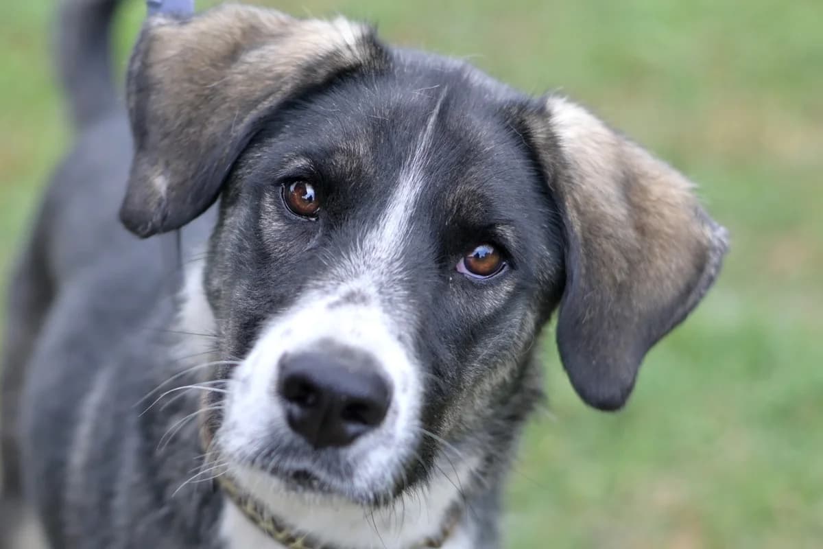 Gordo, male puppy mixed breed for adoption at Dumovec, Zagreb