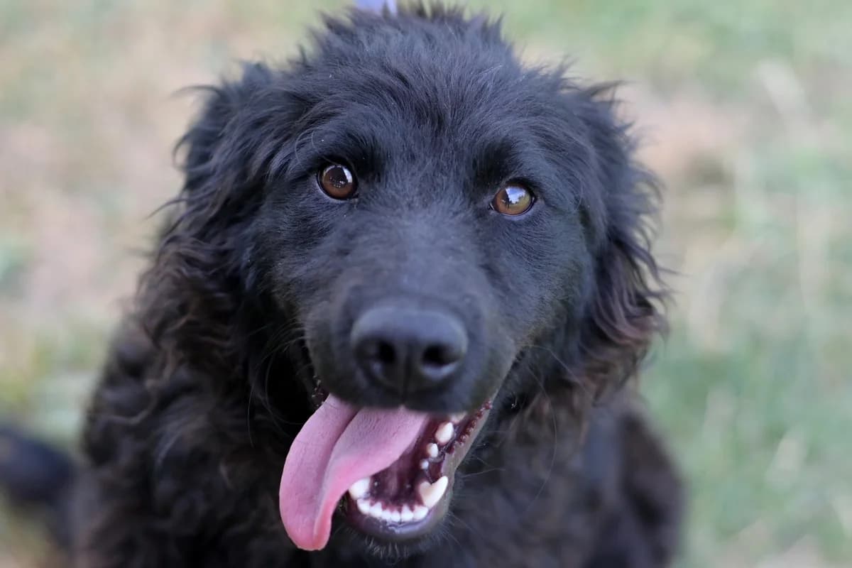 Ornela, female young mixed breed for adoption at Dumovec, Zagreb