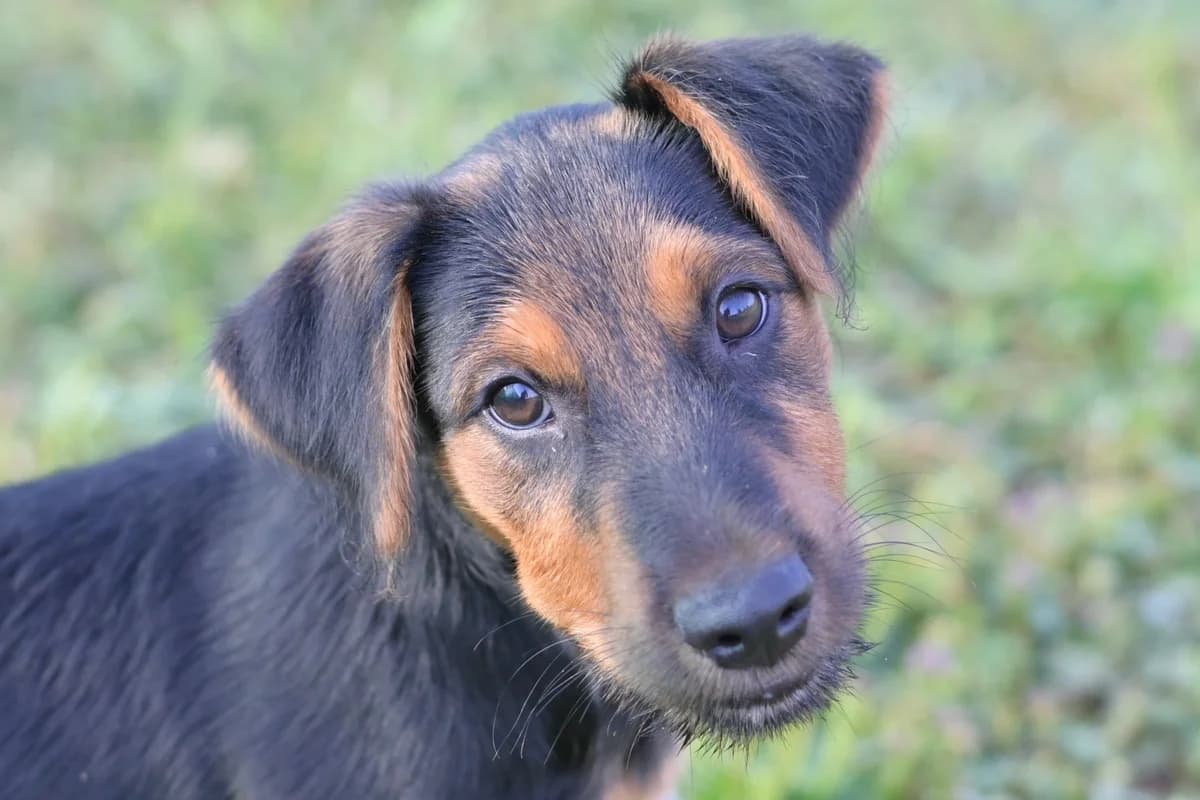 Rory, male puppy mixed breed for adoption at Dumovec, Zagreb