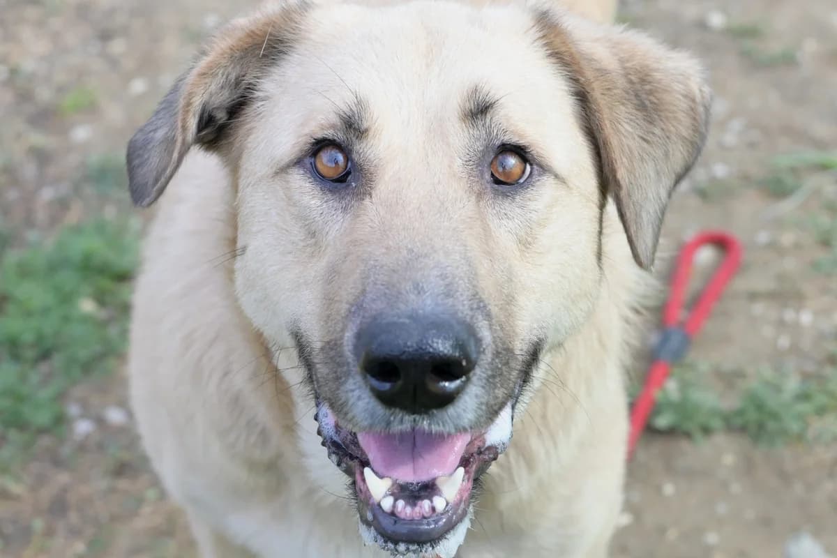 Zara, female 3yo Mixed Breed for adoption at Dumovec, Zagreb