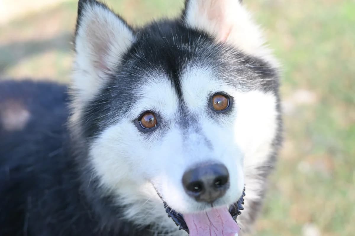 Malina, female young mixed breed for adoption at Dumovec, Zagreb
