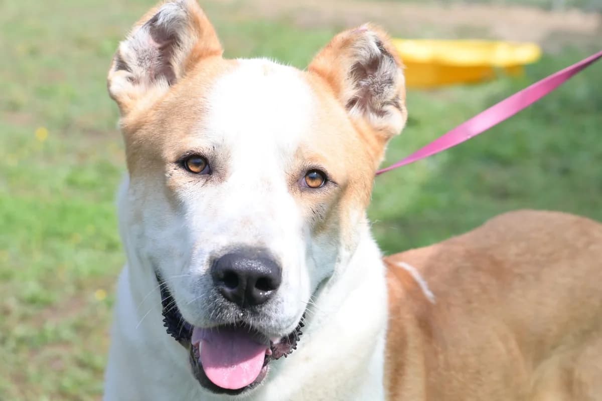 Ramo, male 4yo Mixed Breed for adoption at Dumovec, Zagreb