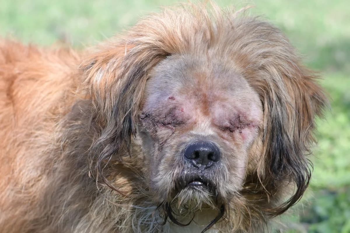 Benji, male 7yo mixed breed for adoption at Dumovec, Zagreb