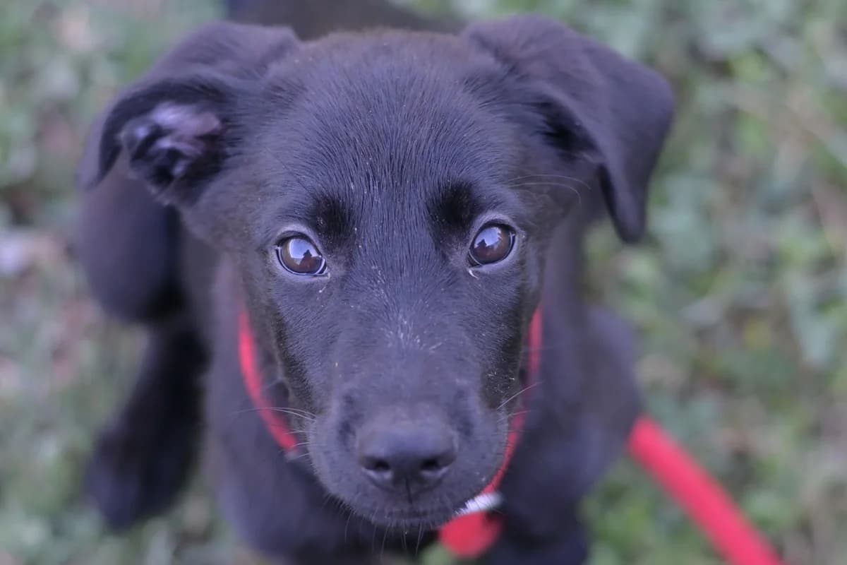 Mrga, female puppy mixed breed for adoption at Dumovec, Zagreb