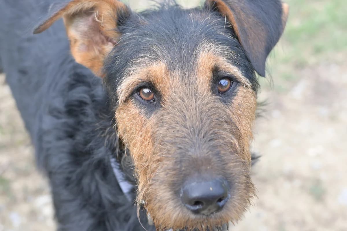 Boris, male young mixed breed for adoption at Dumovec, Zagreb