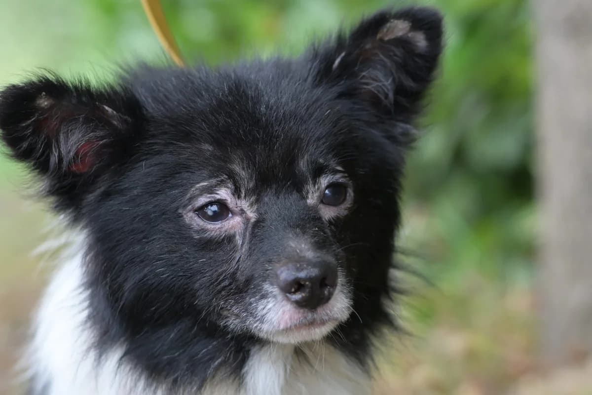 Bronx, male young mixed breed for adoption at Dumovec, Zagreb