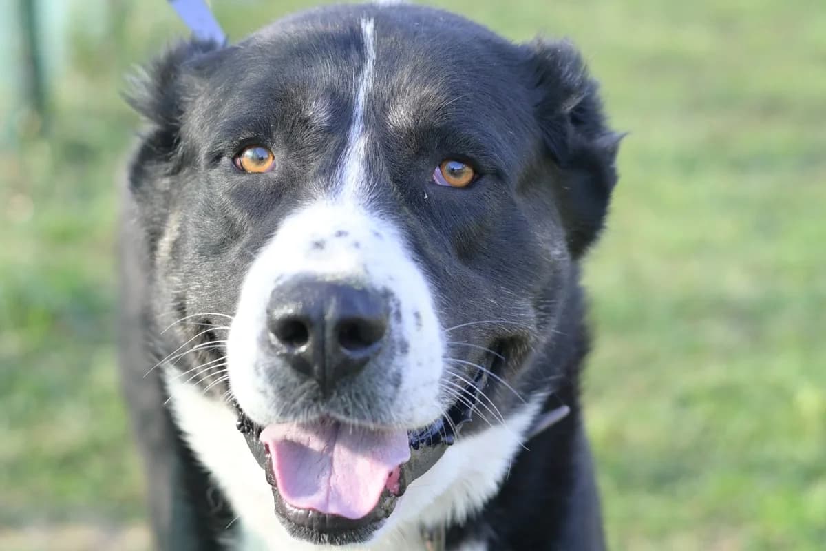 Mirko, male 3yo mixed breed for adoption at Dumovec, Zagreb