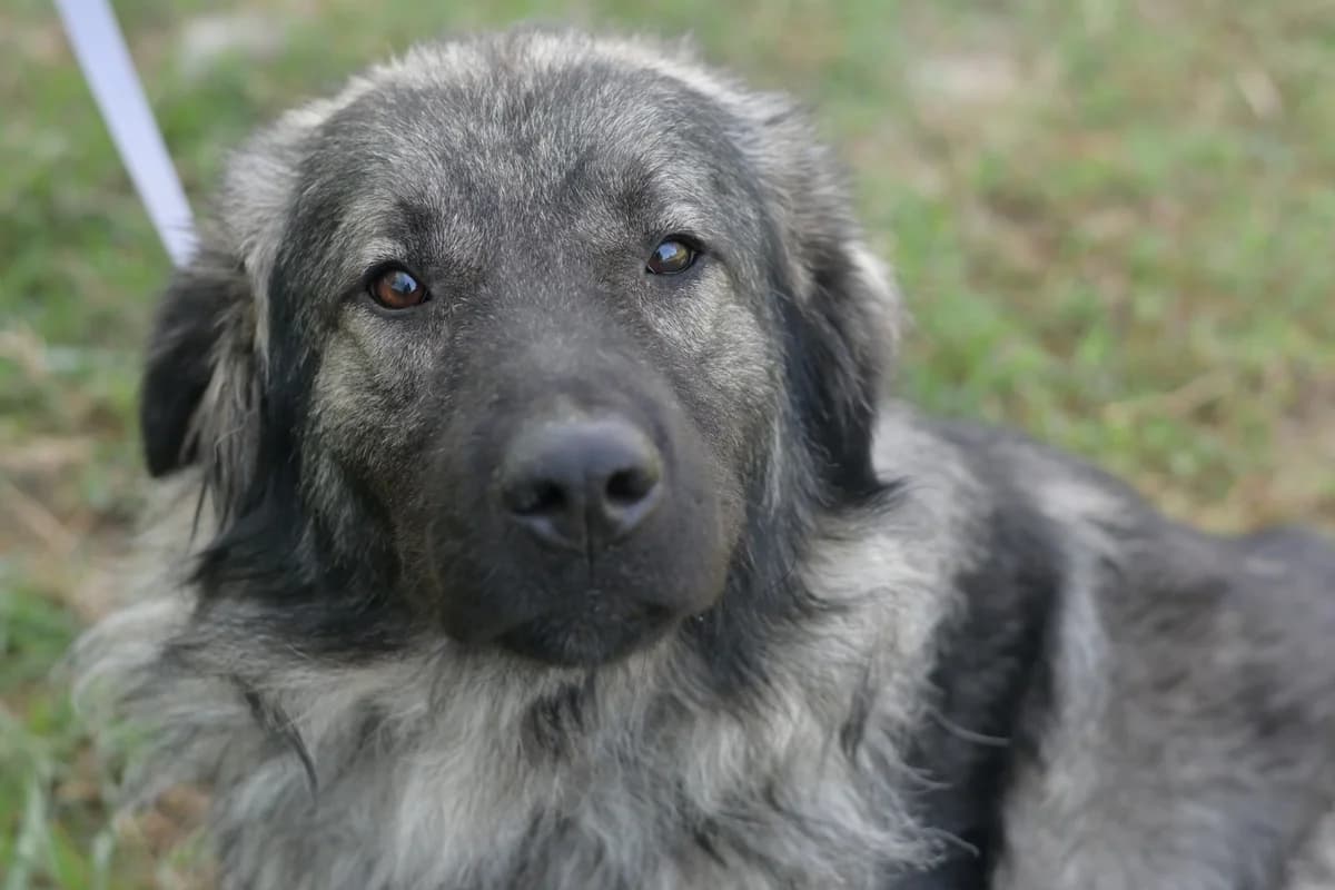Šerpa, male young mixed breed for adoption at Dumovec, Zagreb