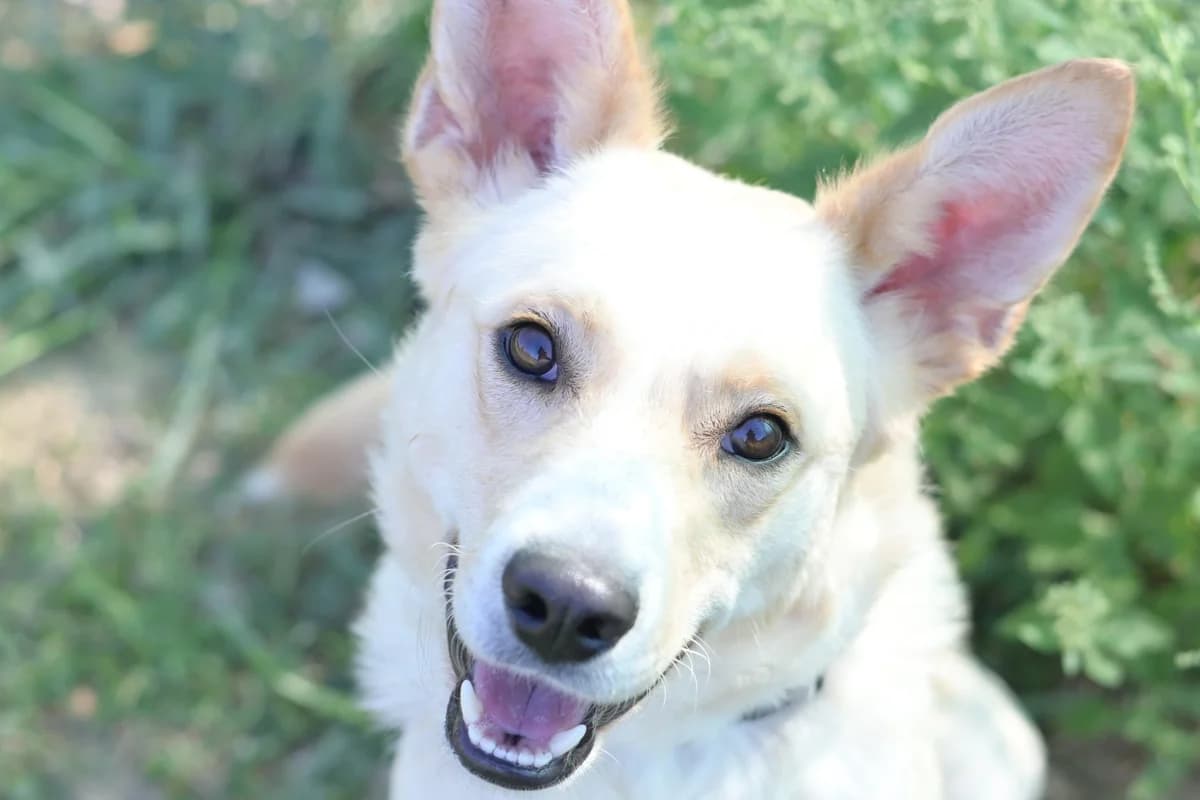 Ben, male young mixed breed for adoption at Dumovec, Zagreb