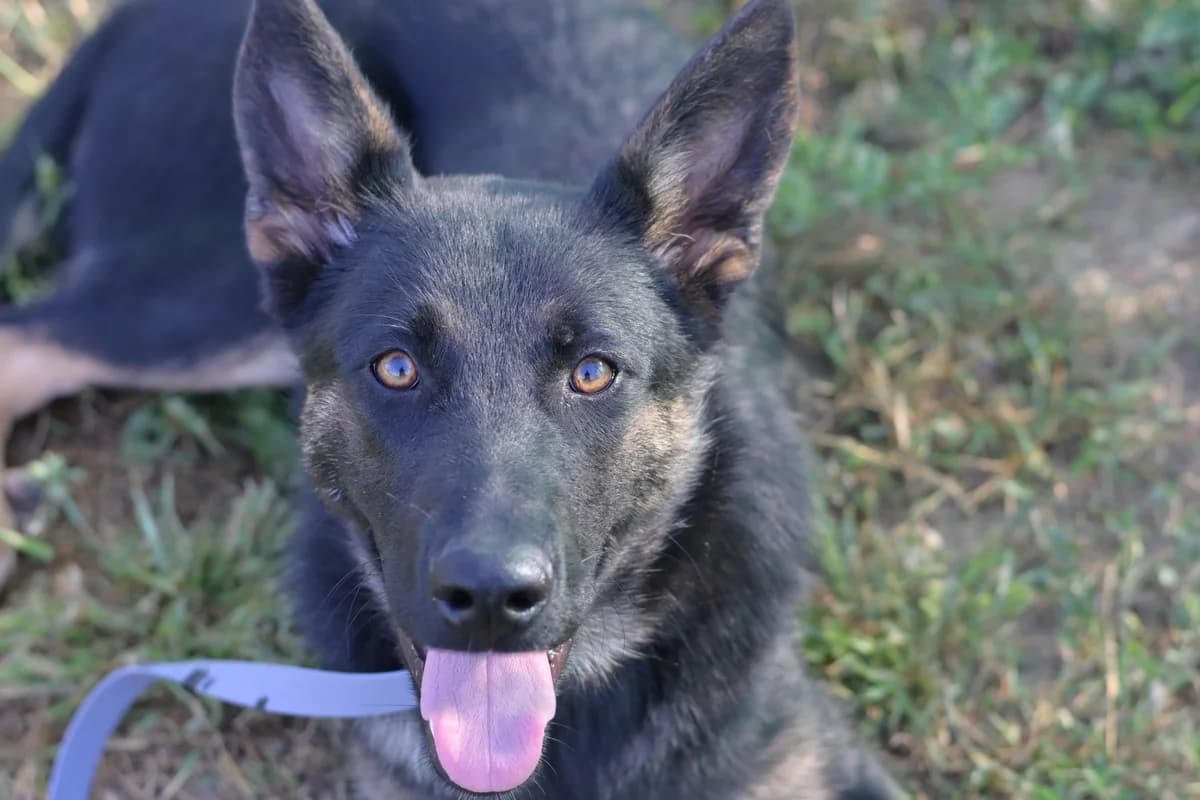 Hory, male puppy mixed breed for adoption at Dumovec, Zagreb