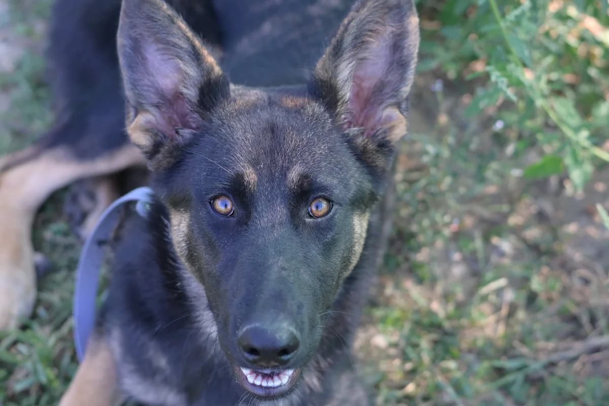 Hora, female puppy mixed breed for adoption at Dumovec, Zagreb